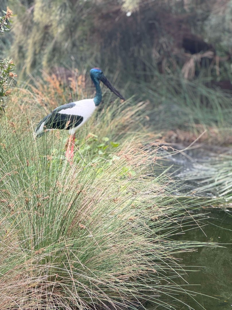 Black Stork