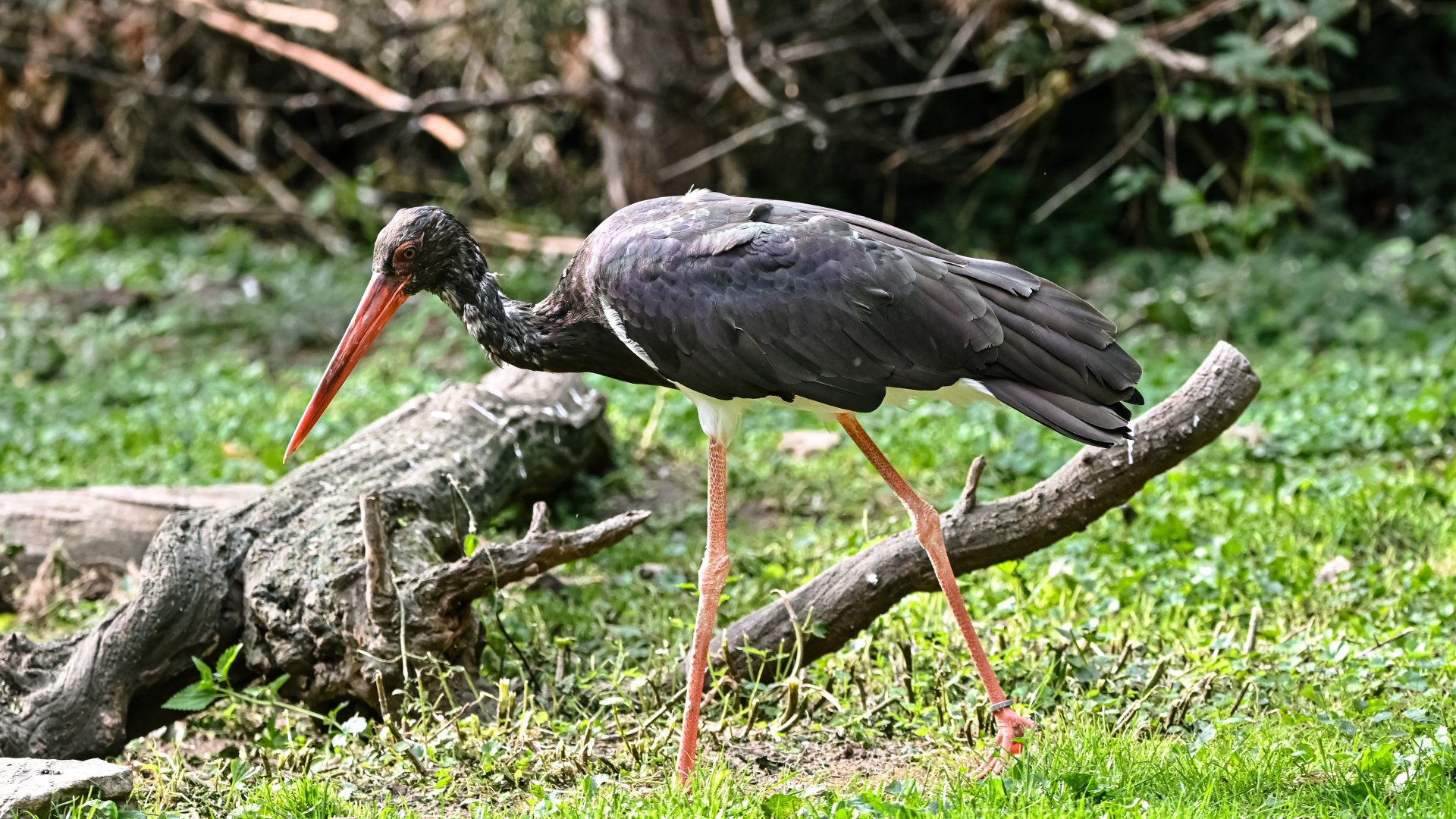 Black stork