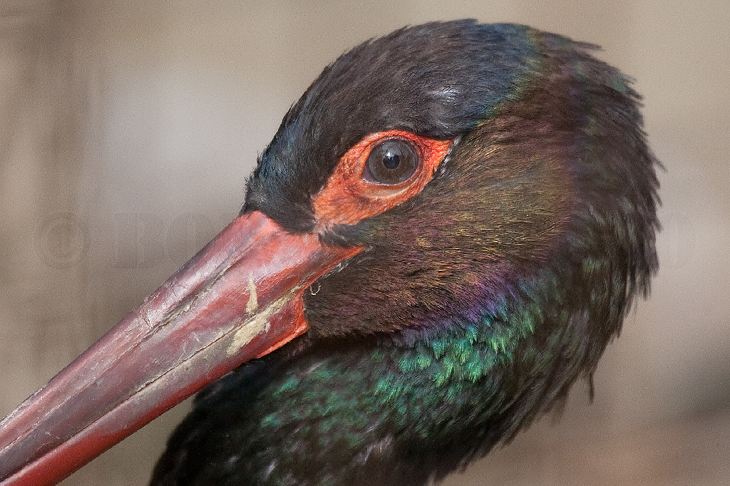 Black Stork