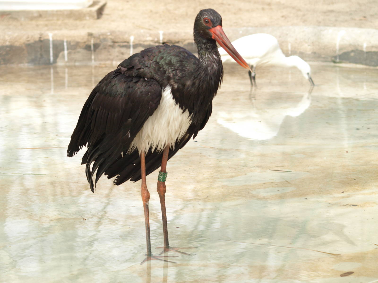 Black stork