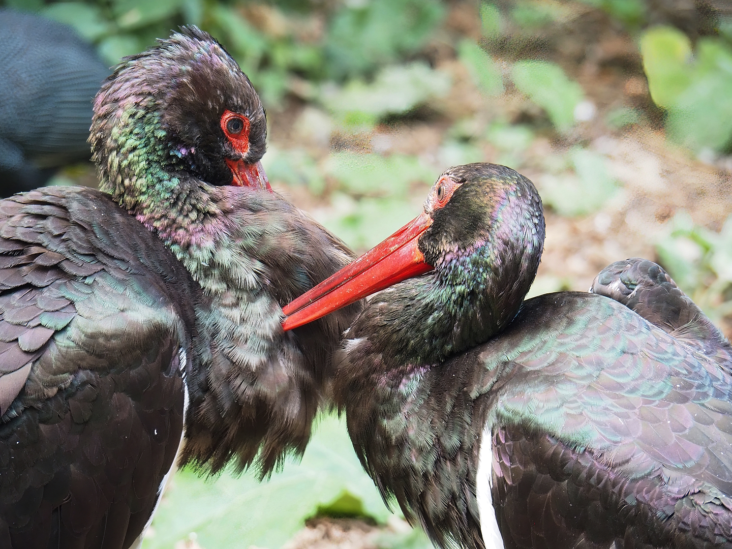 Black storks (Ciconia nigra), 2022-08-28
