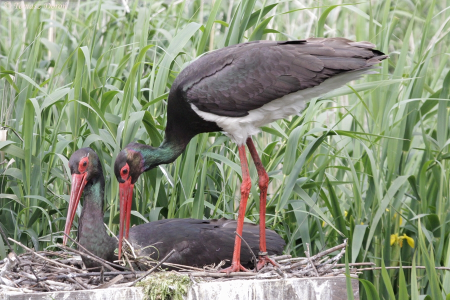 Black Storks (Ciconia nigra) on a nest.