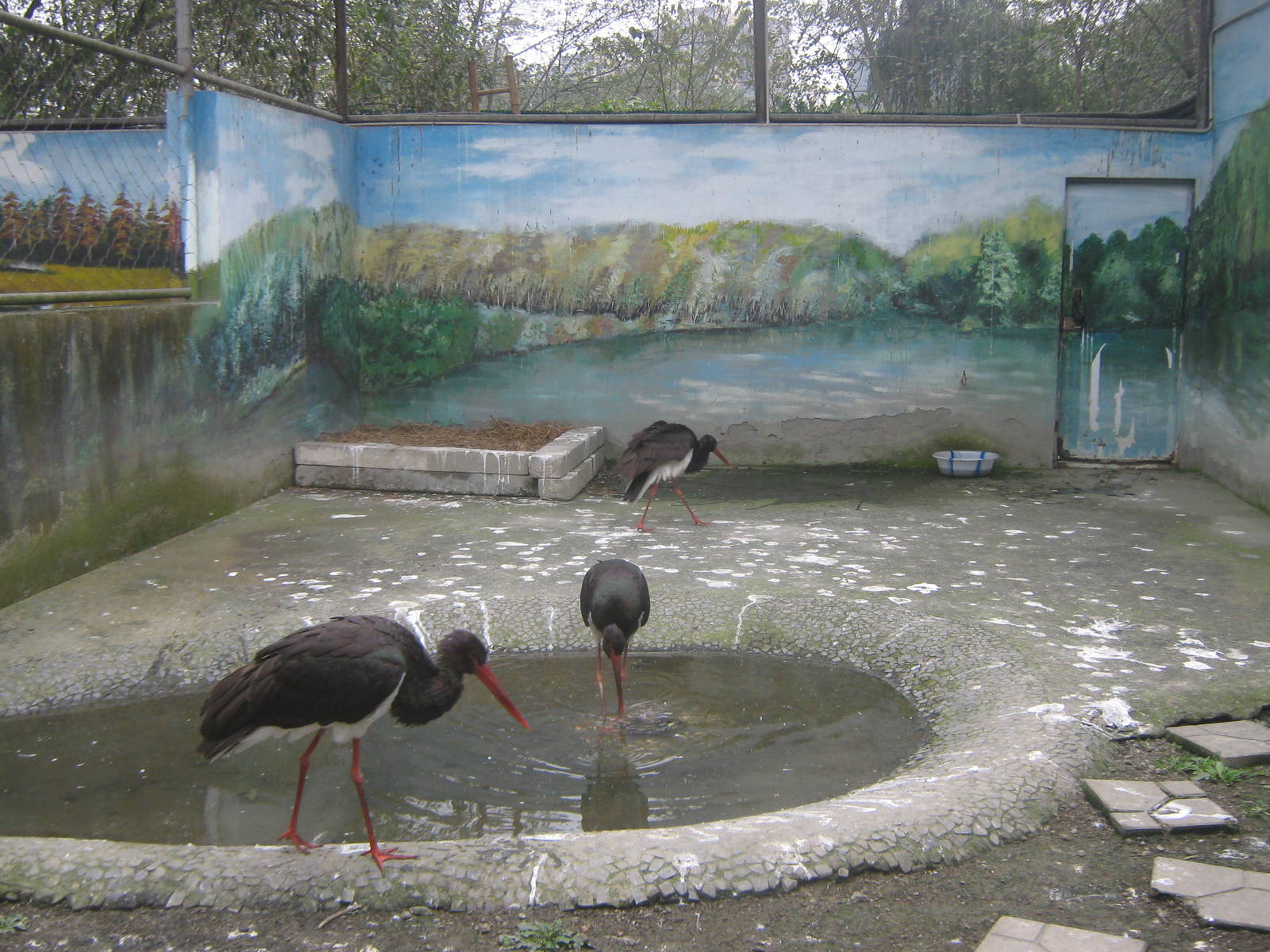 black storks (Ciconia nigra)