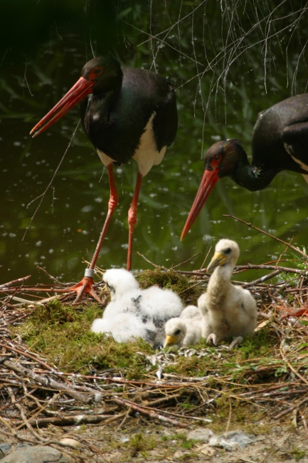 Black storks @ Prague zoo