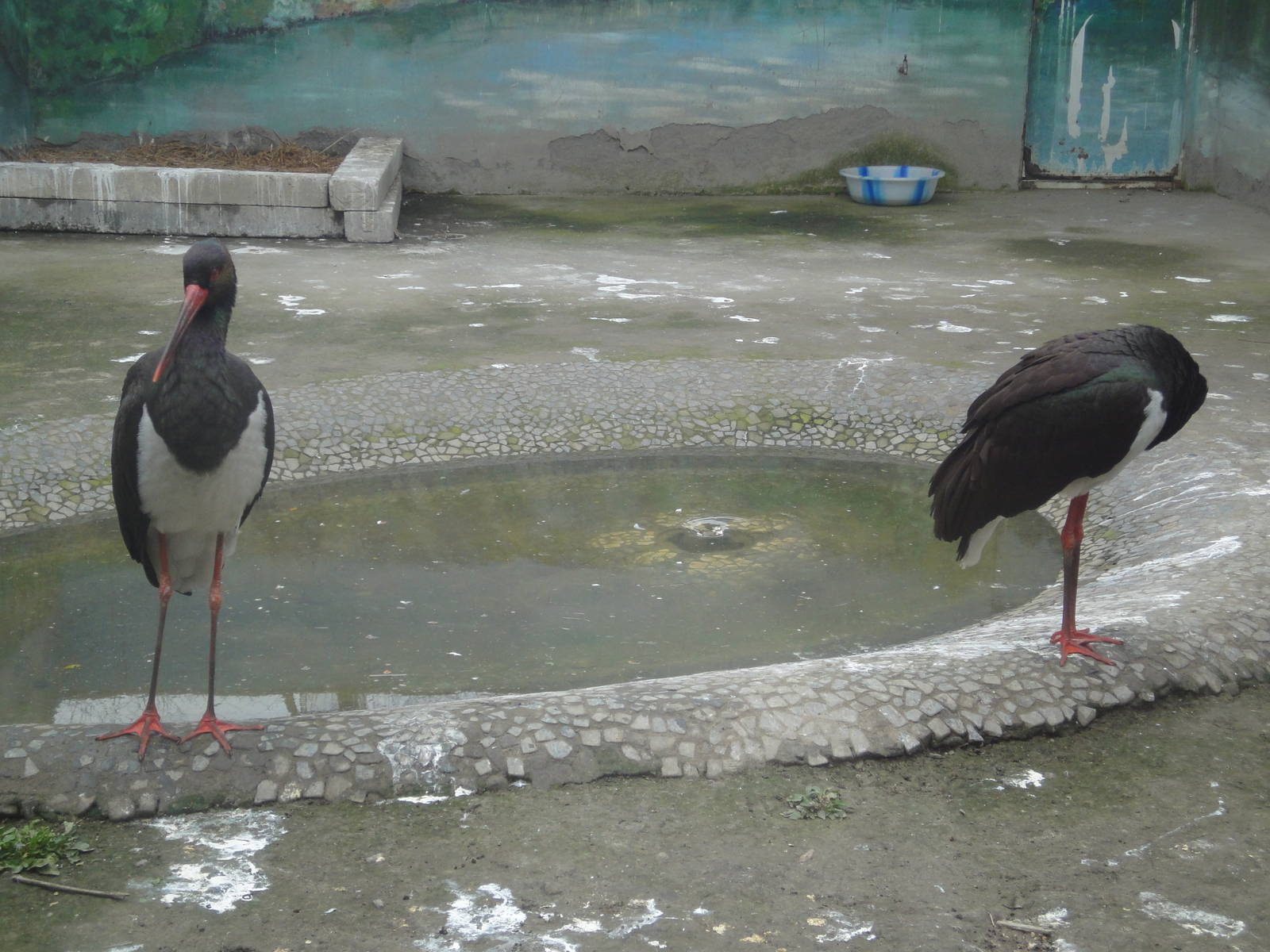 Black Storks