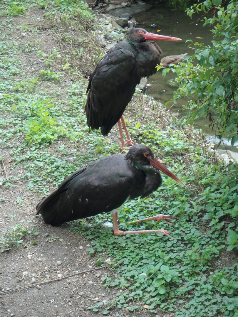 Black storks