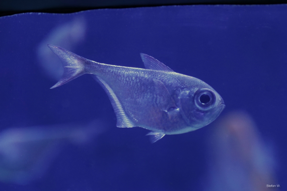 Black-stripe sweeper (Pempheris schwenkii)