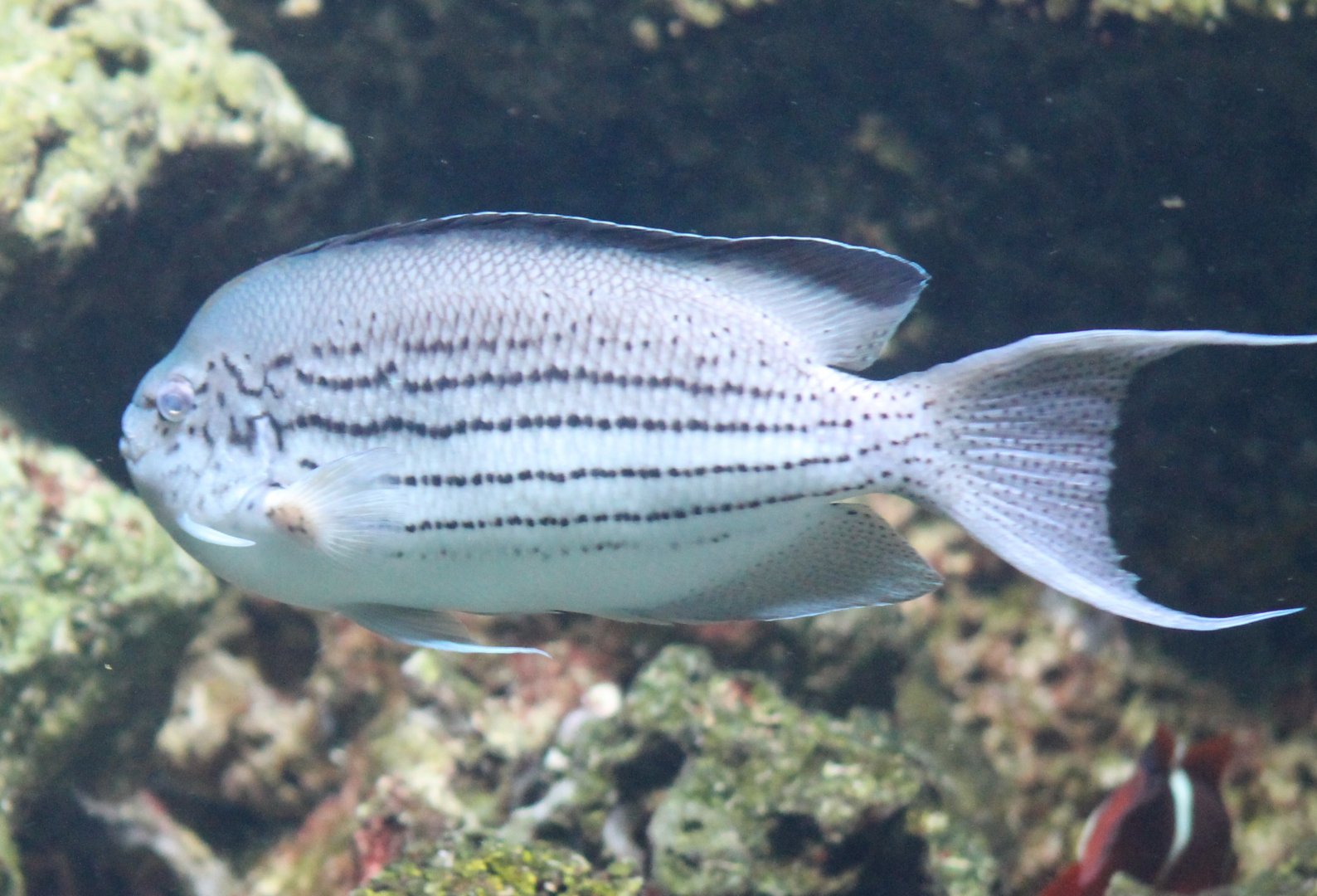Black-striped angelfish - Genicanthus lamarck