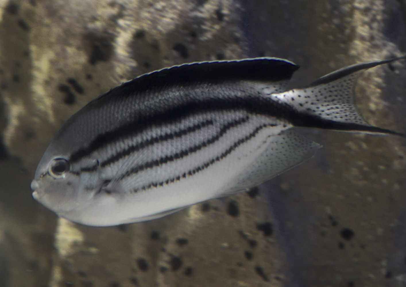 Black-striped angelfish
