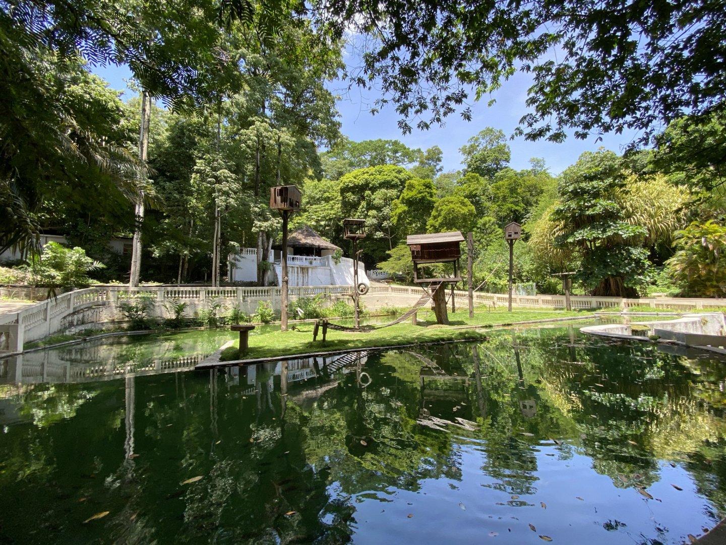 Black-striped Capuchin (Sapajus libidinosus)