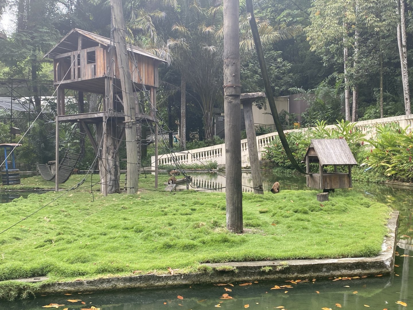 Black-striped Capuchin (Sapajus libidinosus)