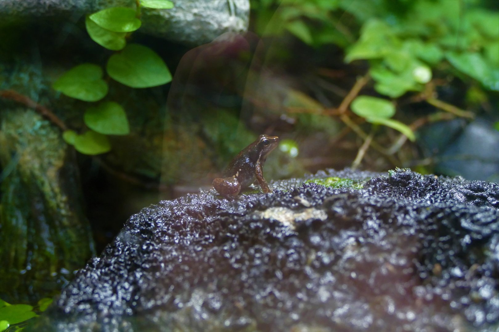 Black-striped frog