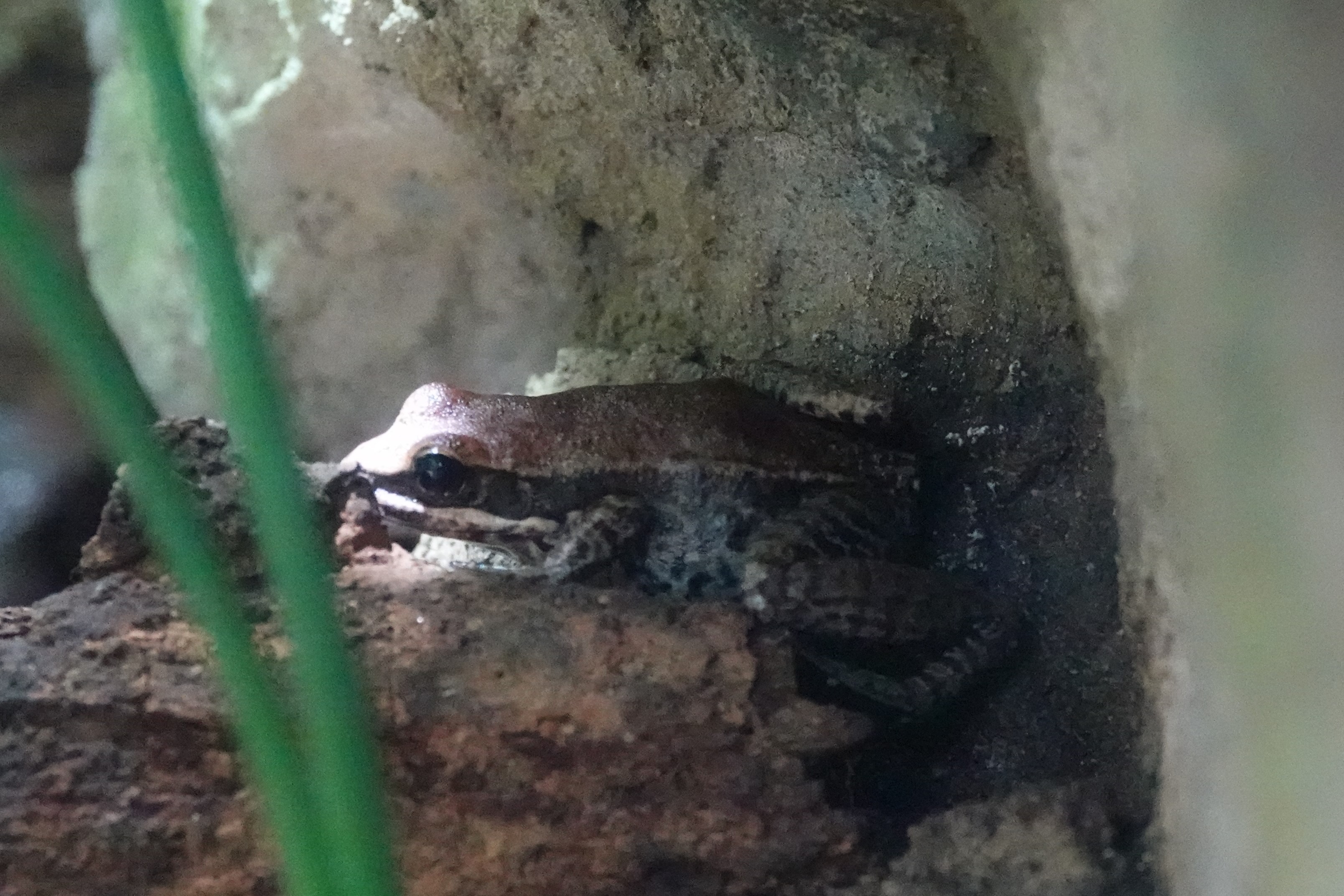 Black-striped frog