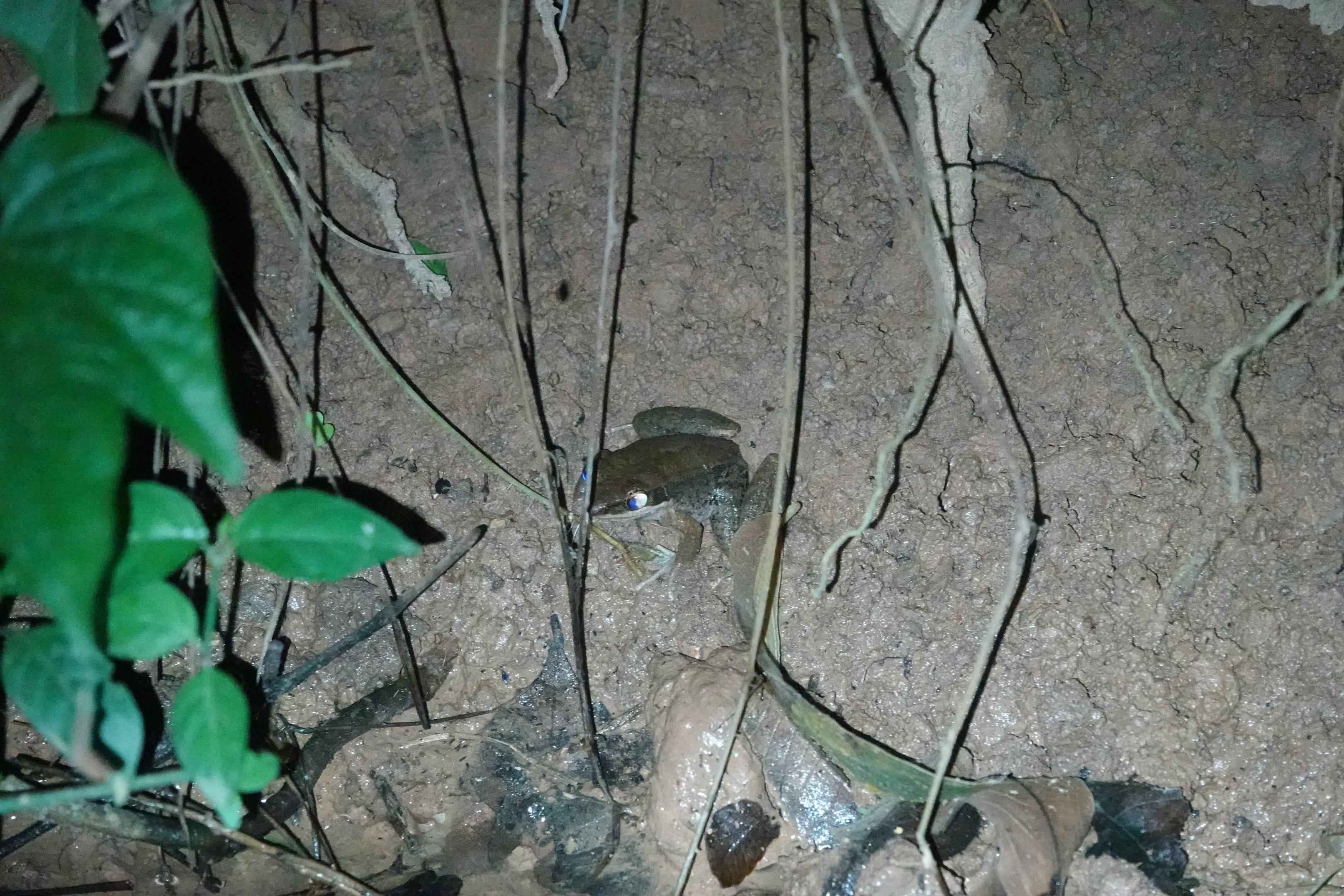 Black-striped Frog