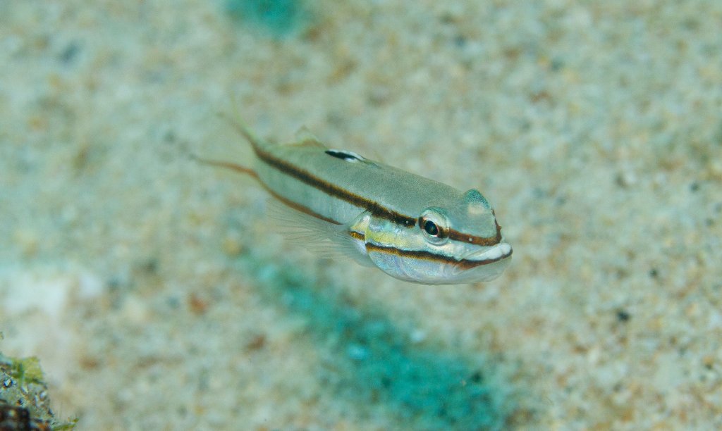 Black-striped Glidergoby