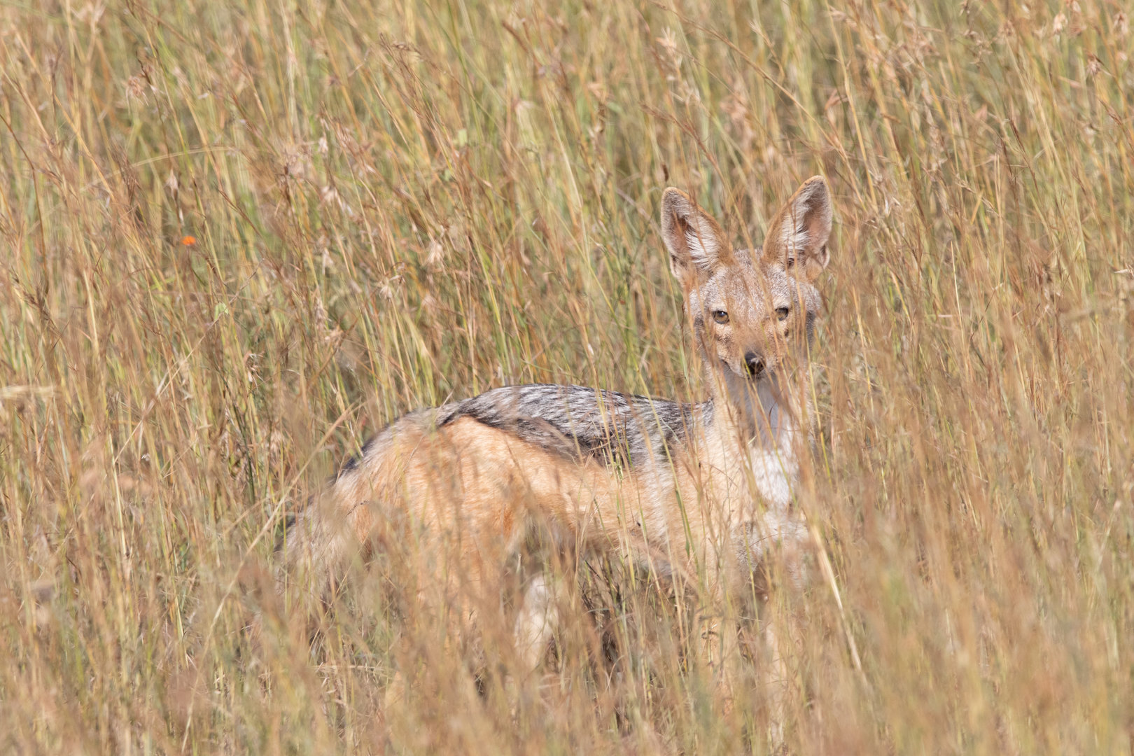 Black-striped Jackal