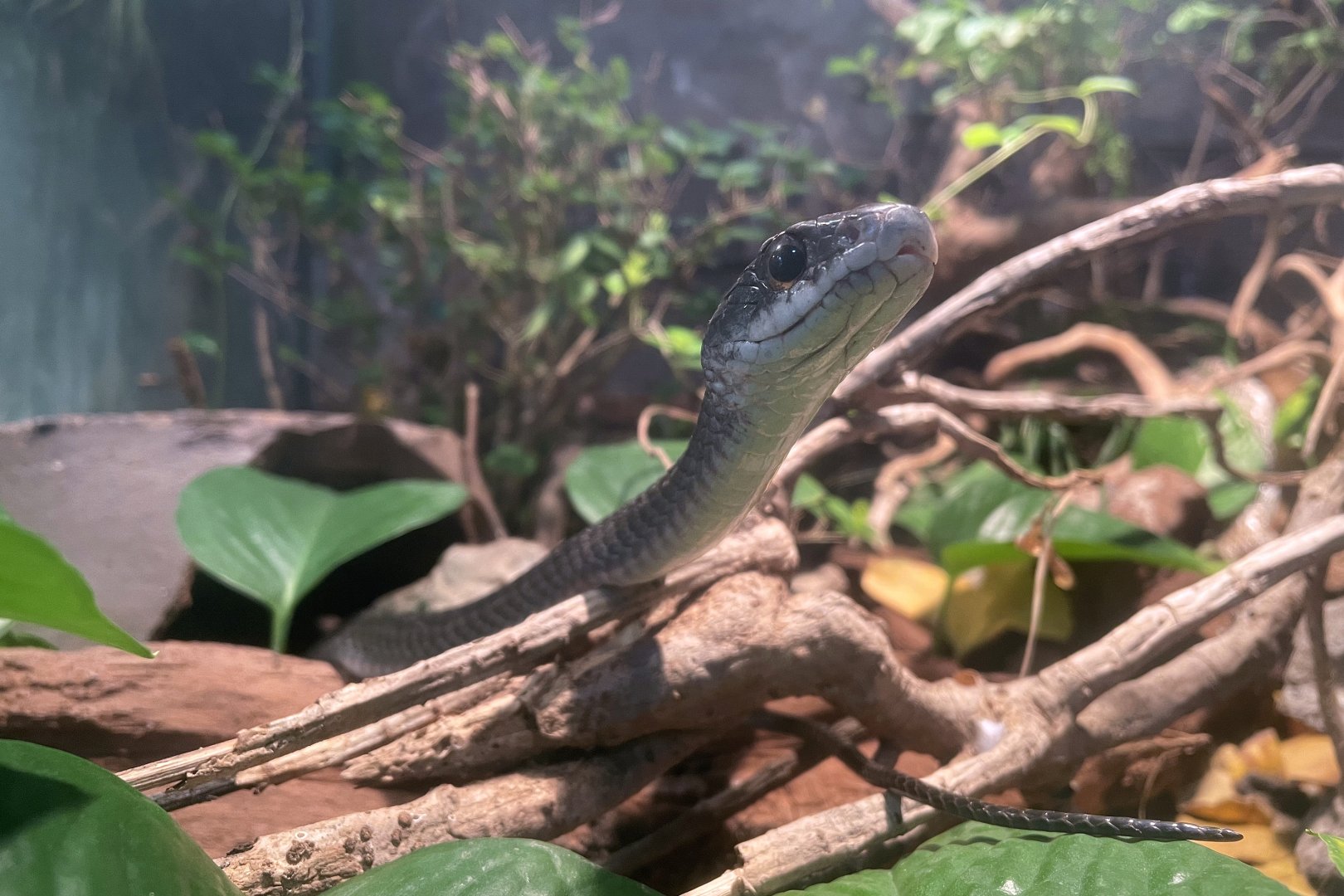 Black-striped Rat Snake (Ptyas dhumnades)