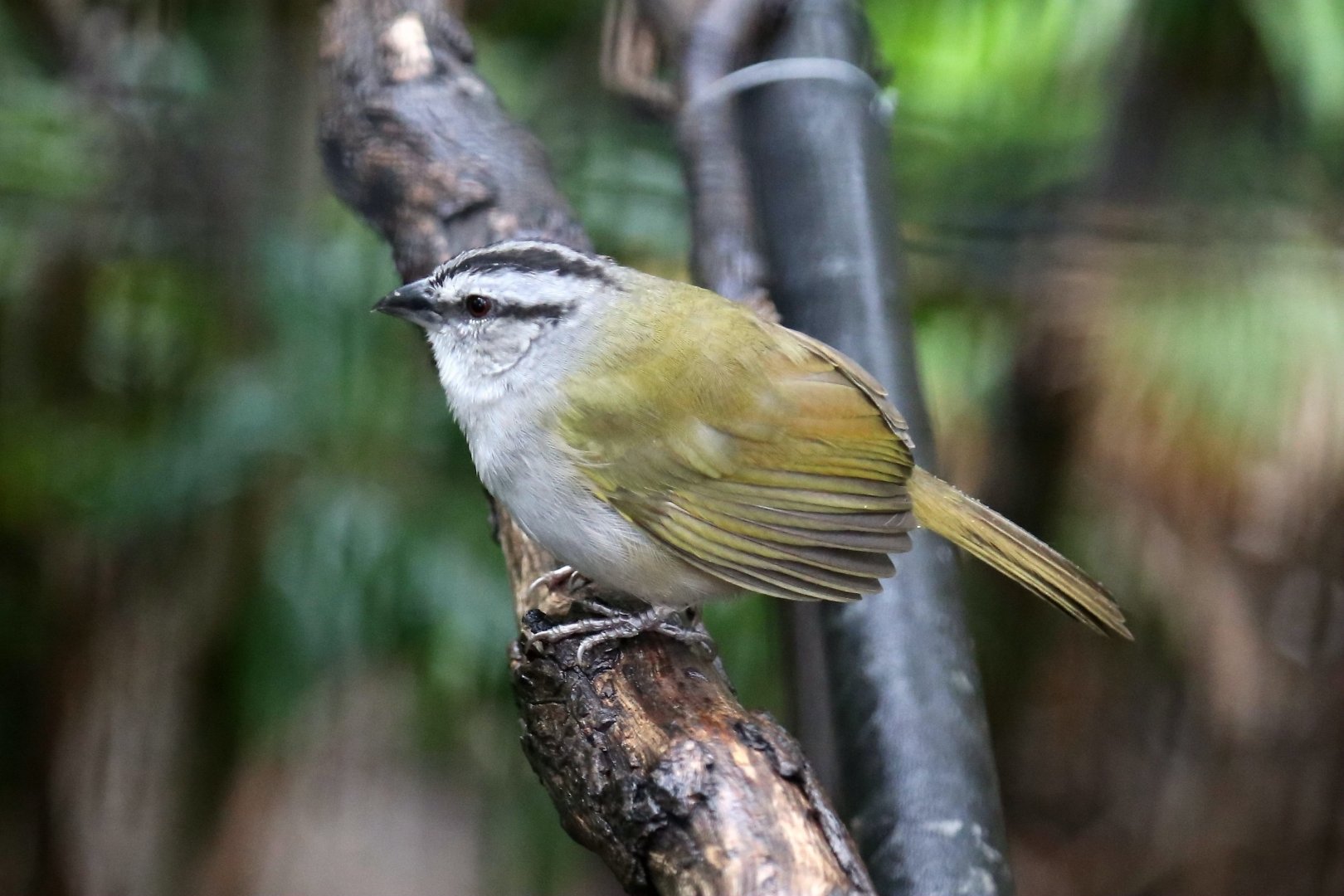 Black-striped Sparrow (Arremonops conirostris)