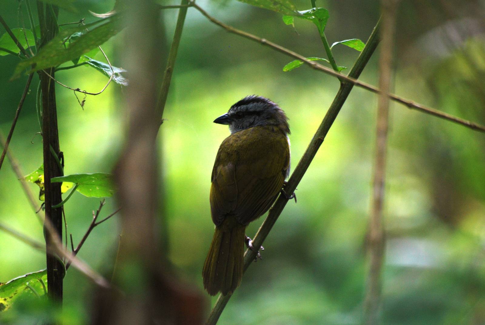 Black-striped Sparrow at Arenal, 18/04/14