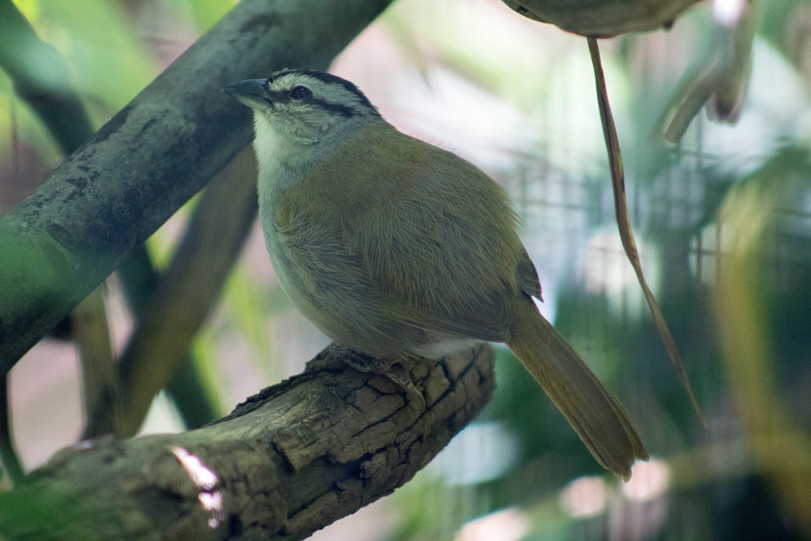 Black-striped sparrow
