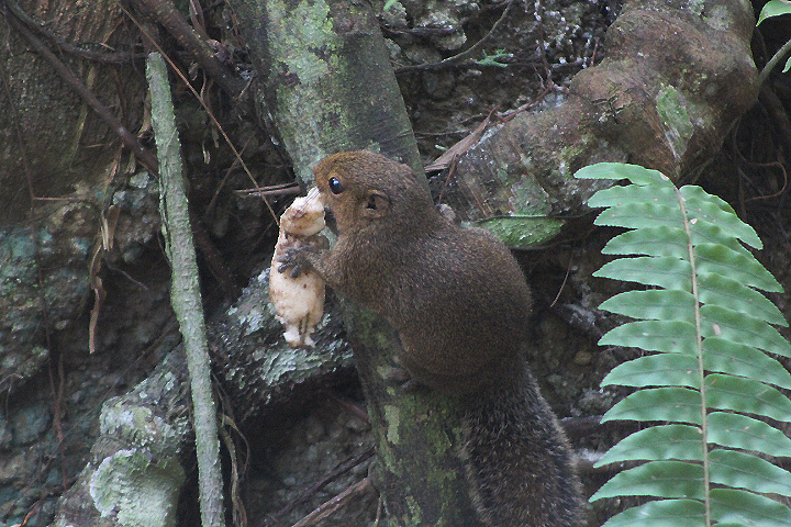 Black-striped squirrel (Callosciurus nigrovittatus nigrovittatus) climbing