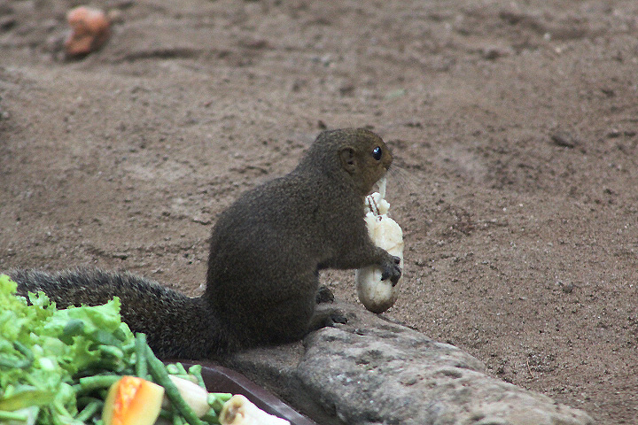 Black-striped squirrel (Callosciurus nigrovittatus nigrovittatus) readying to move