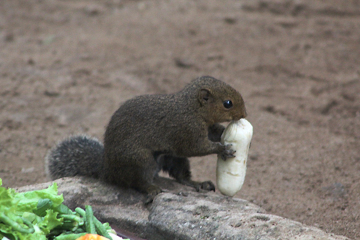 Black-striped squirrel (Callosciurus nigrovittatus nigrovittatus) stealing an banana
