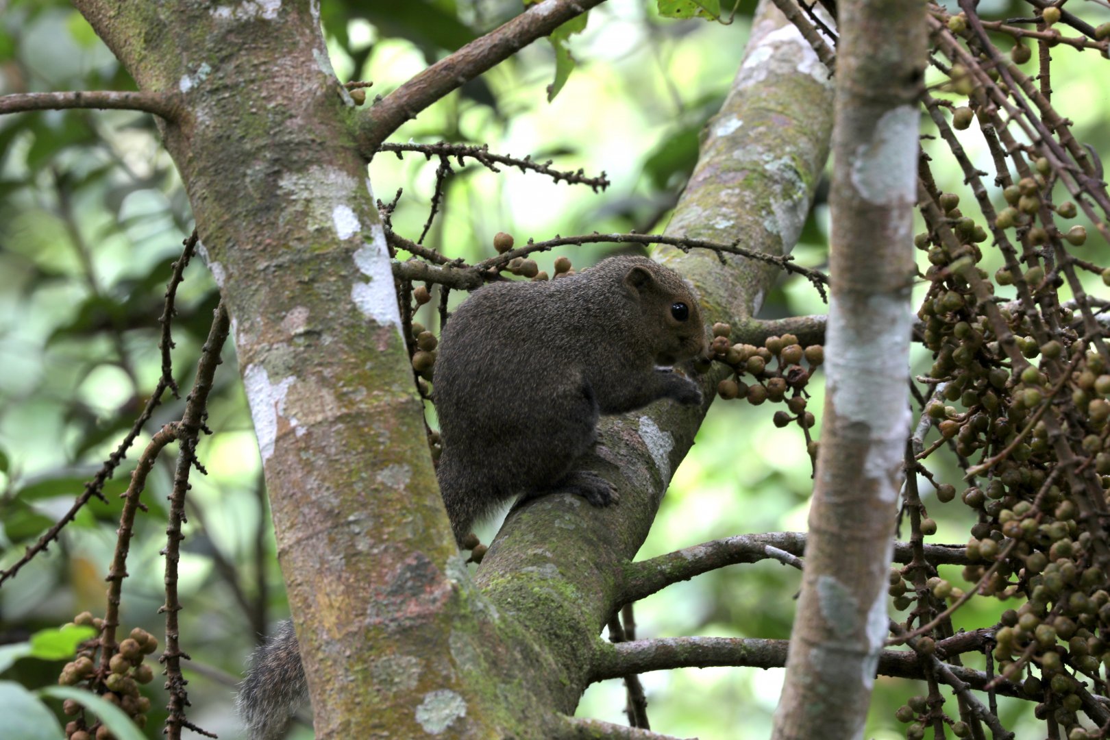 black-striped squirrel (Callosciurus nigrovittatus)