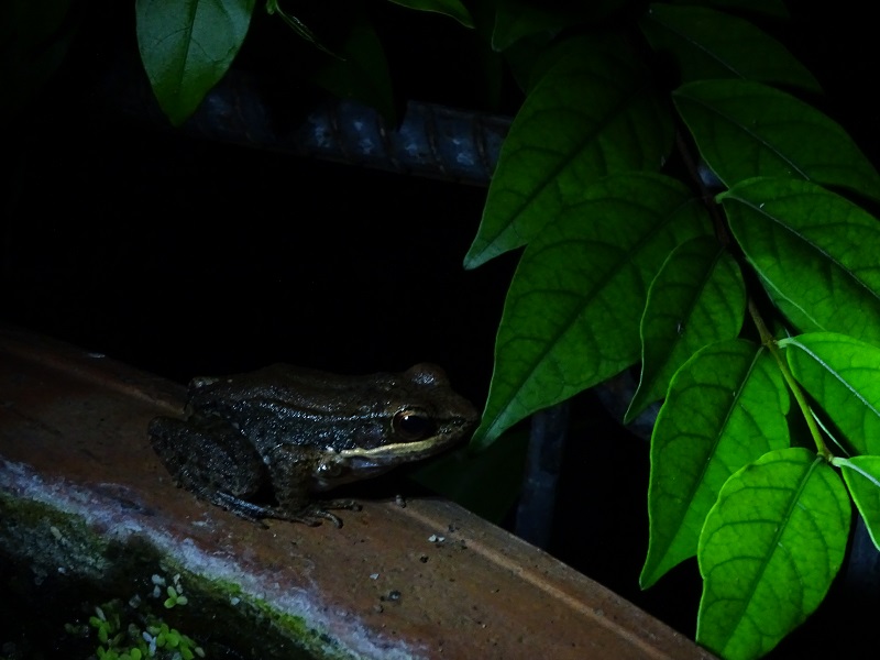 Black-striped stream frog (Sylvirana nigrovittata)