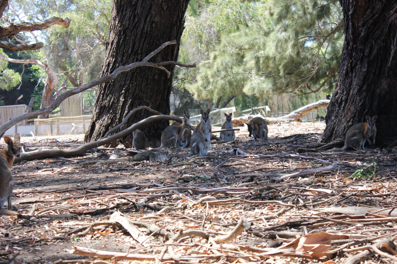 Black-striped Wallabies (Macropus dorsalis)