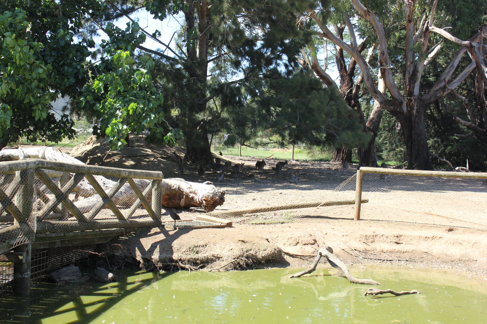 Black-striped Wallaby enclosure
