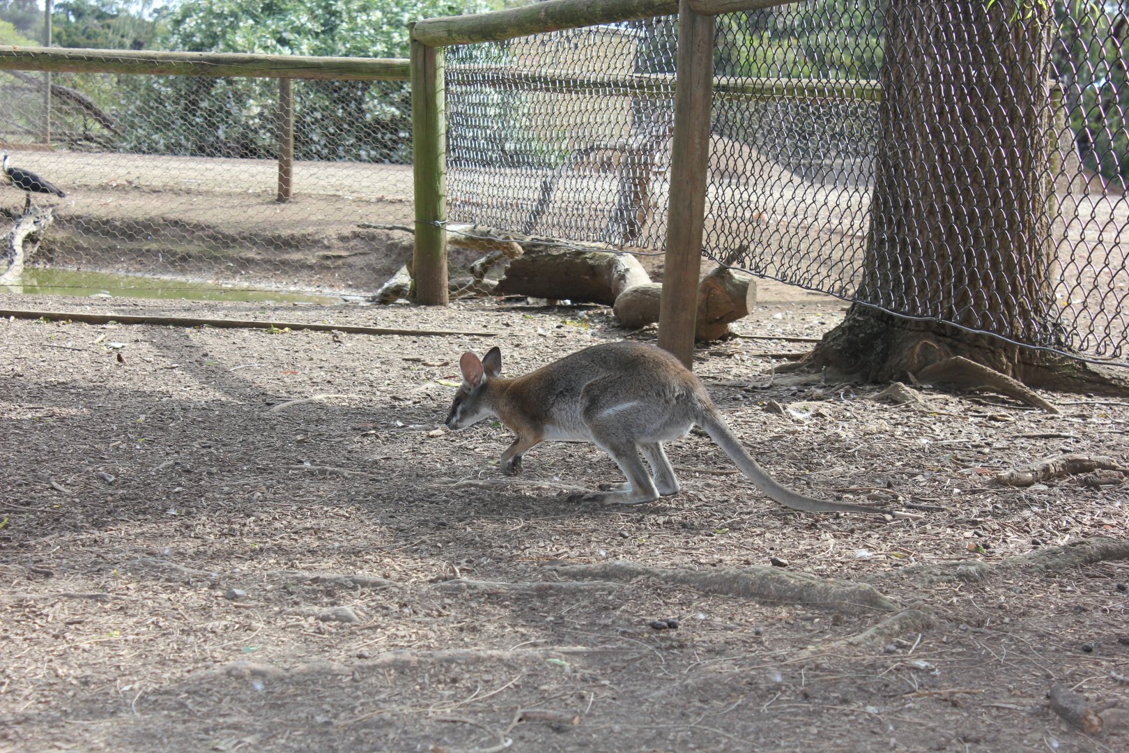 Black-striped Wallaby (Macropus dorsalis)