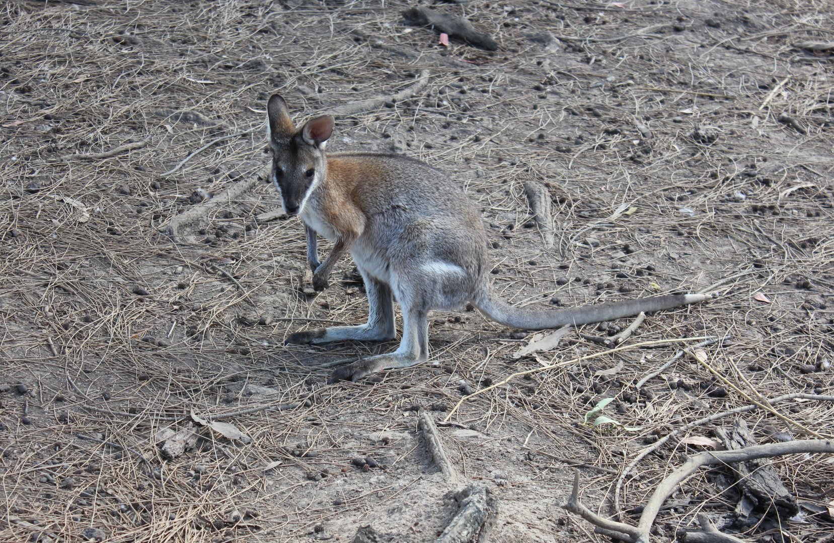 Black-striped Wallaby (Macropus dorsalis)
