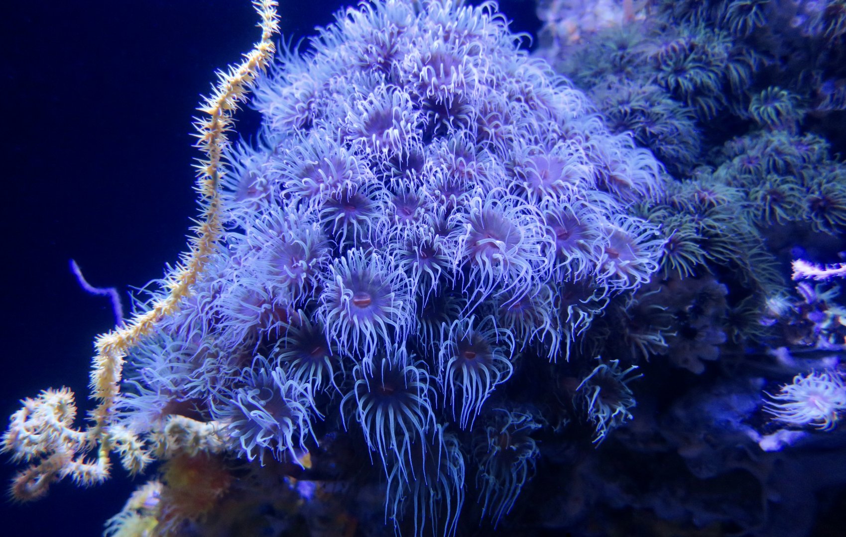 Black Sun Coral (Tubastraea micranthus)