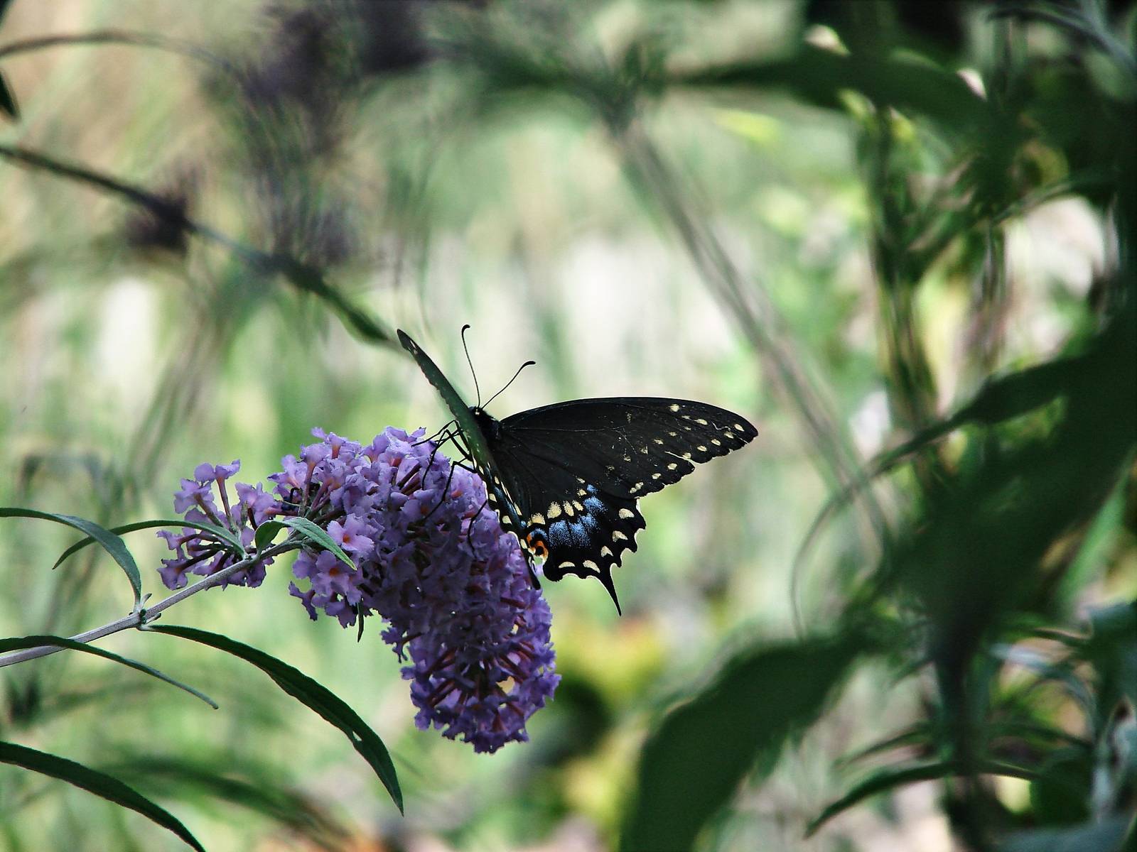 Black Swallowtail Butterfly
