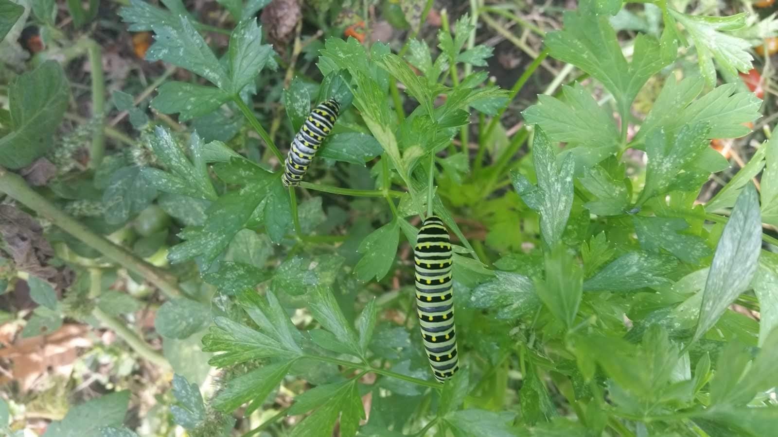 Black Swallowtail Catepillar (Papilio polyxenes)