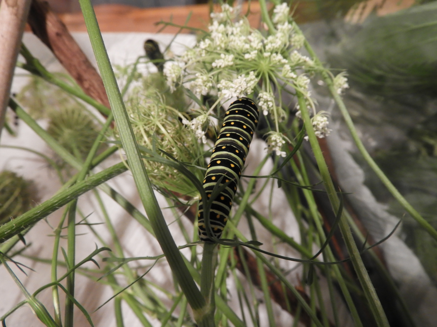 Black Swallowtail (Papilio polyxenes) caterpillar