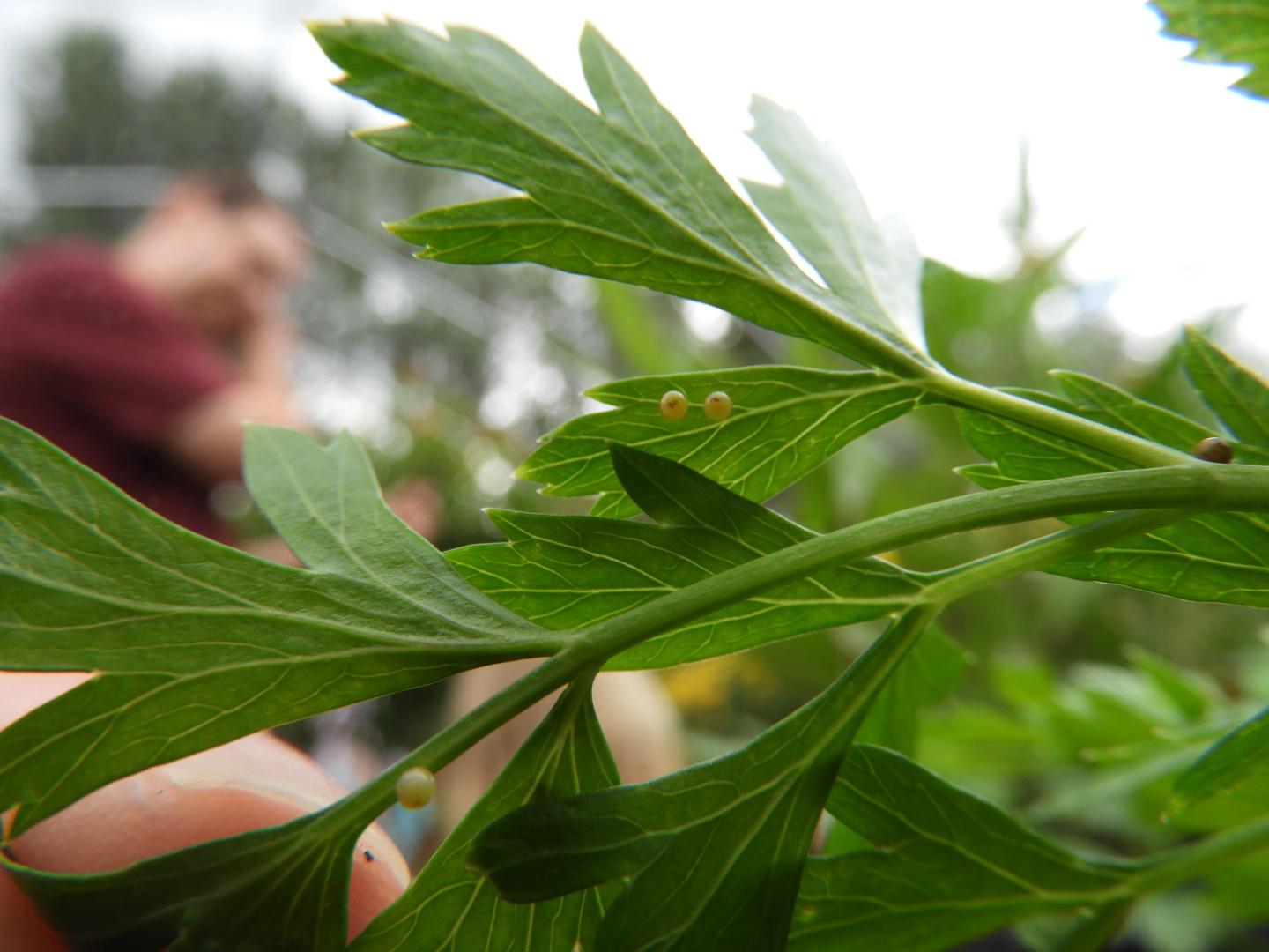 Black Swallowtail (Papilio polyxenes) eggs