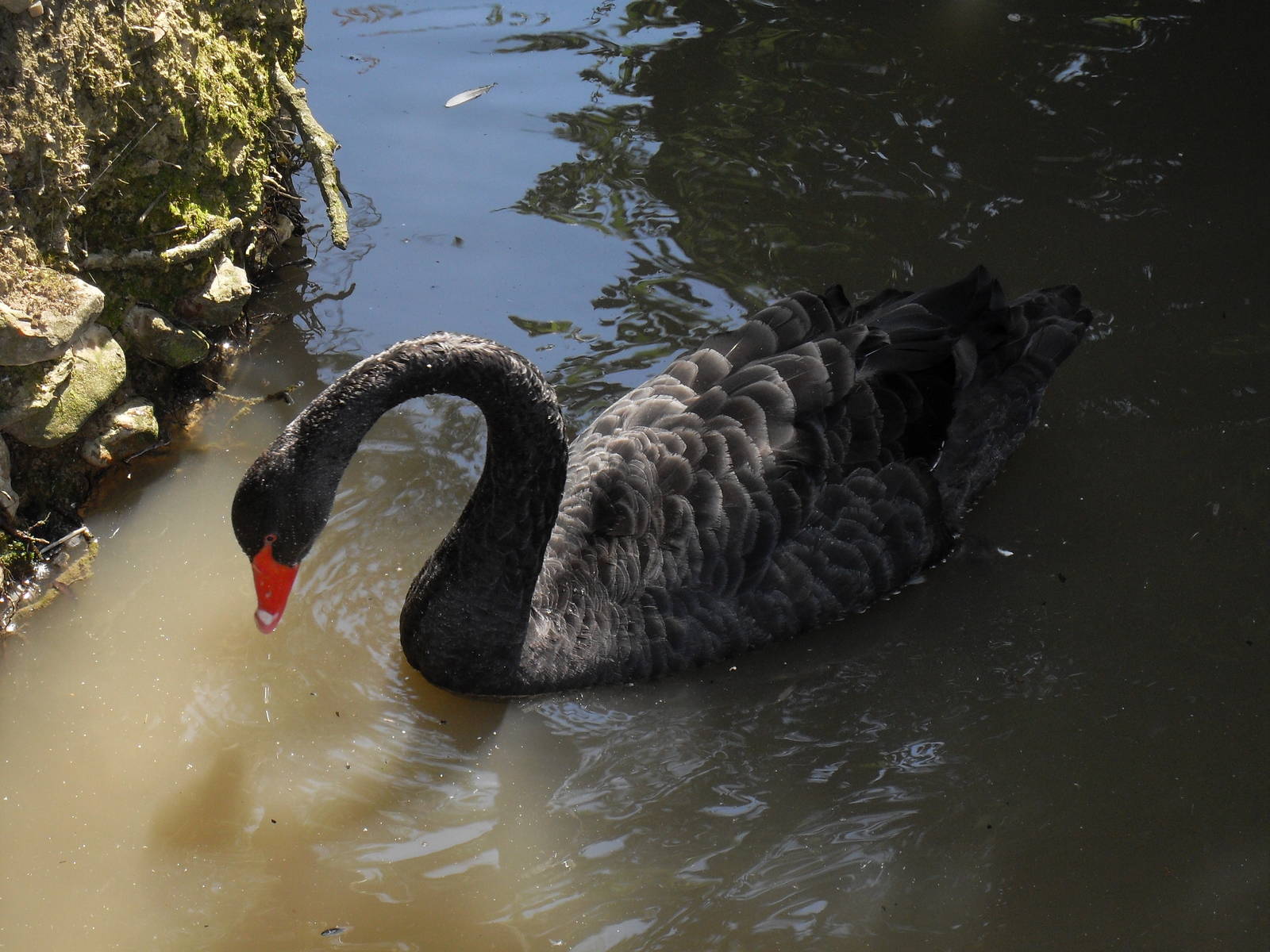 black swan 07/10