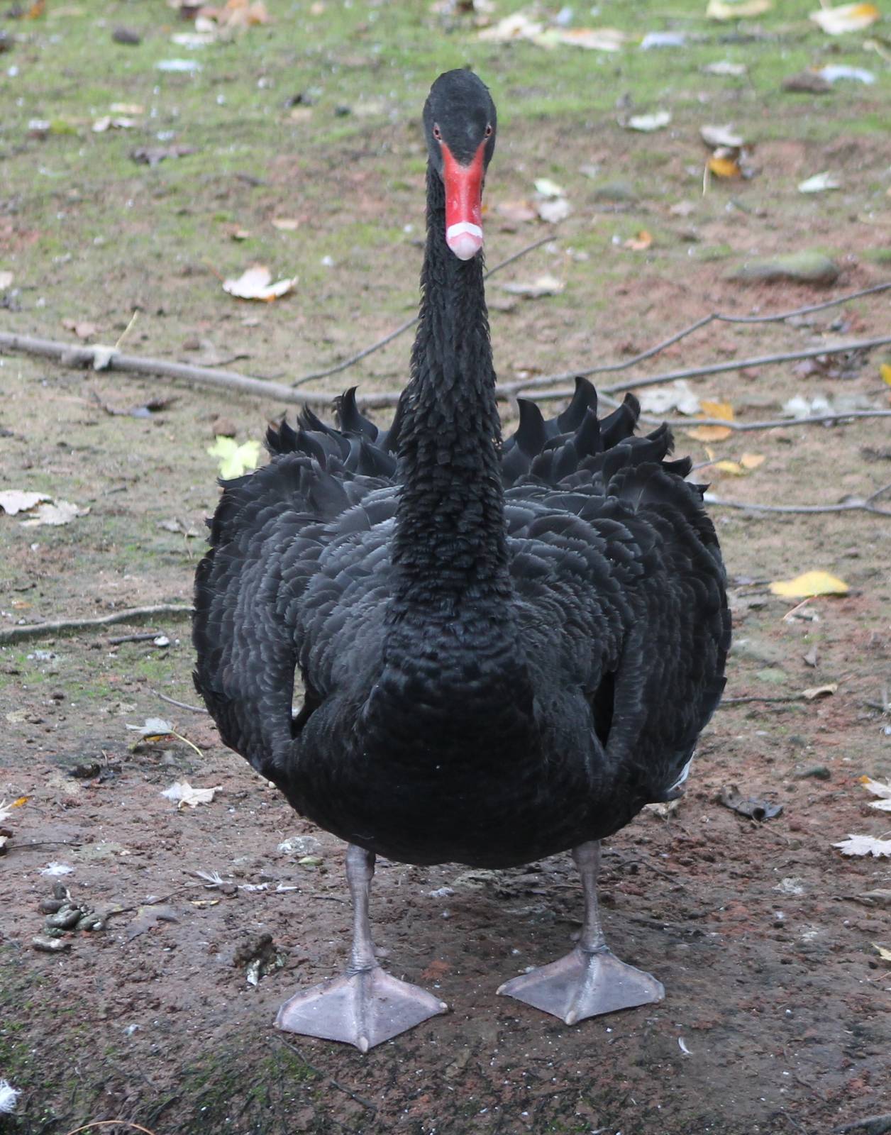 Black swan adult