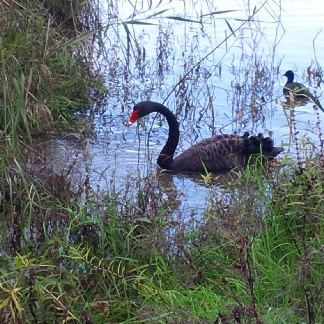 Black Swan and Coot