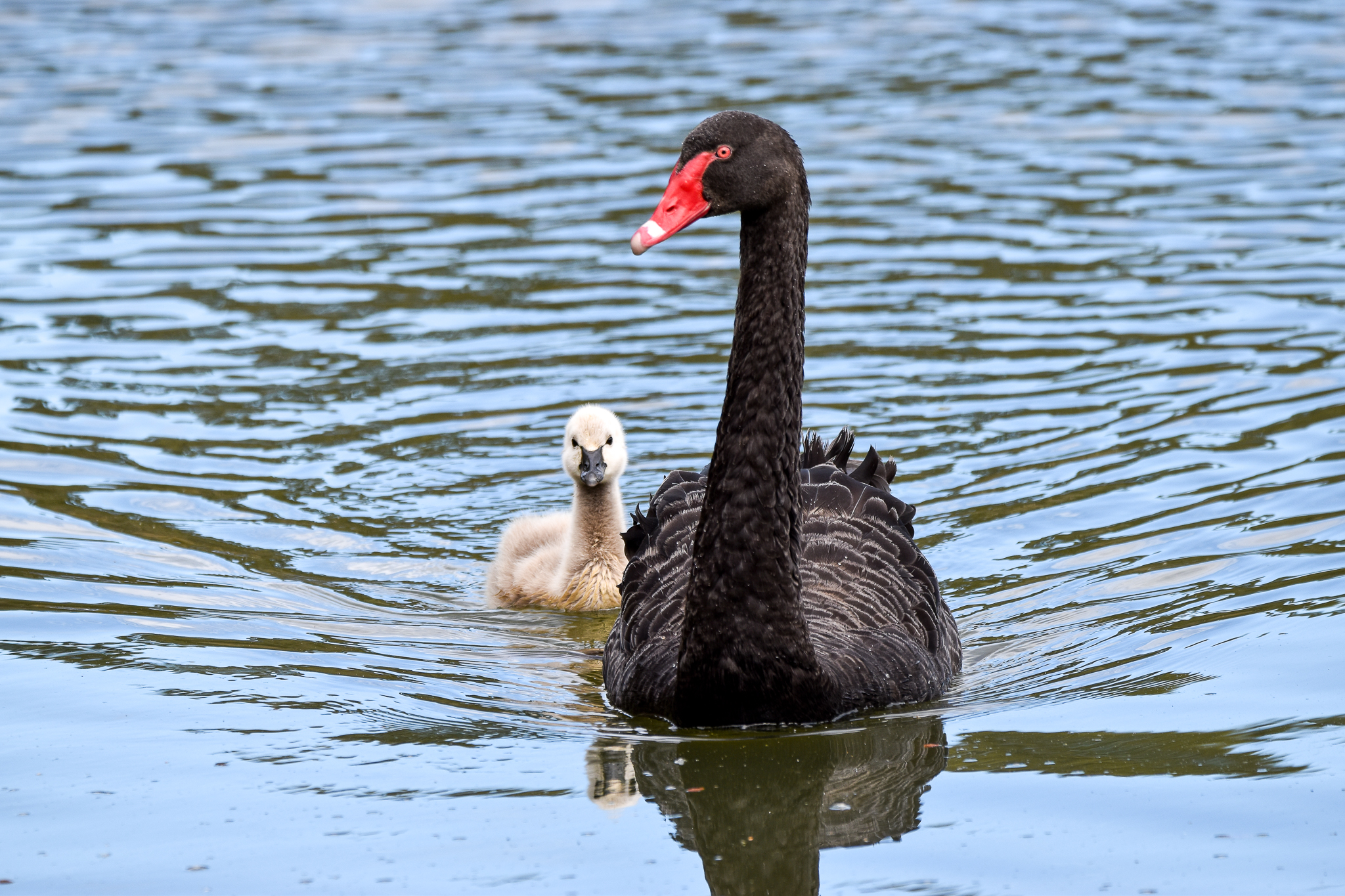 Black Swan and cygnet