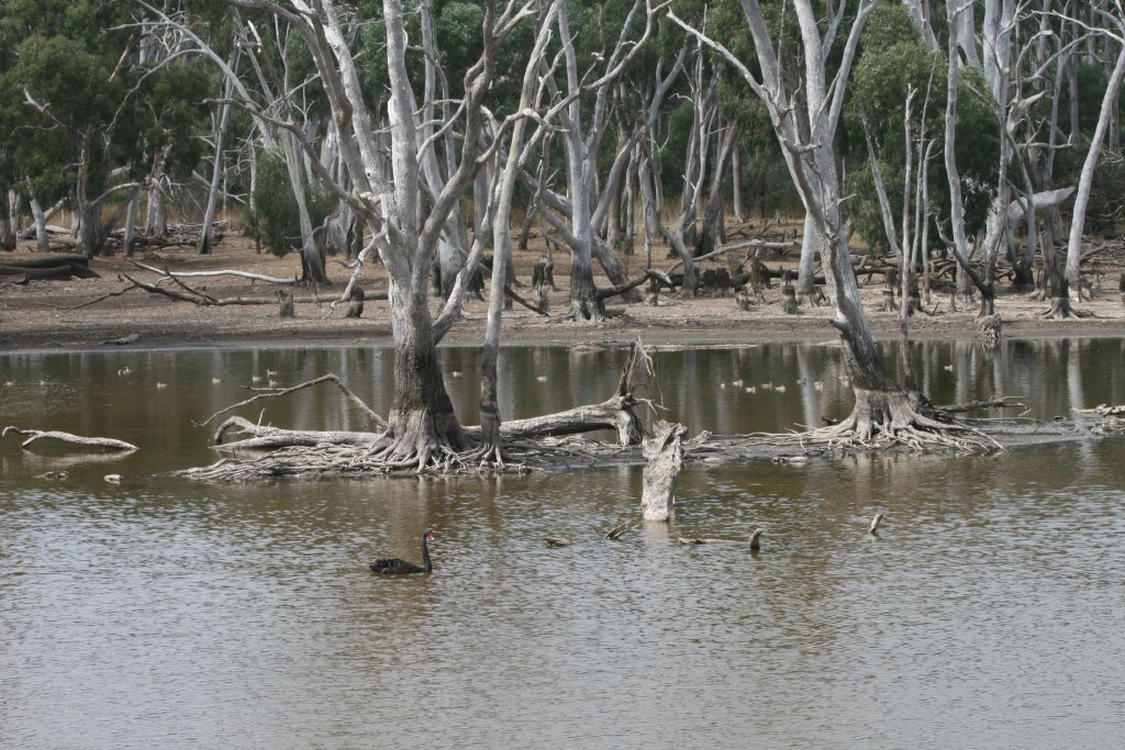 Black Swan and Grey Teal