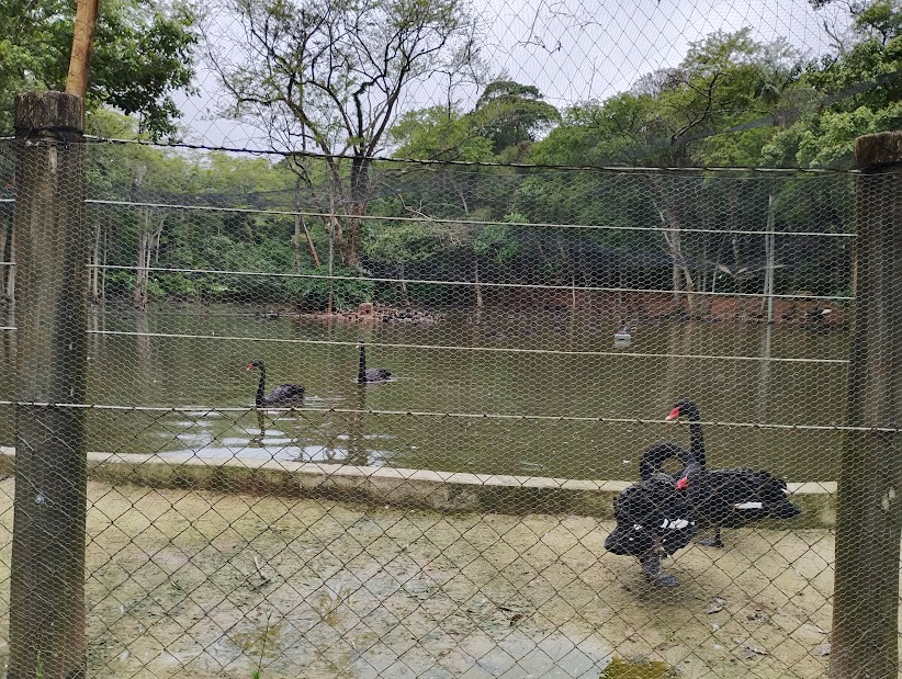 Black swan and other waterfowls