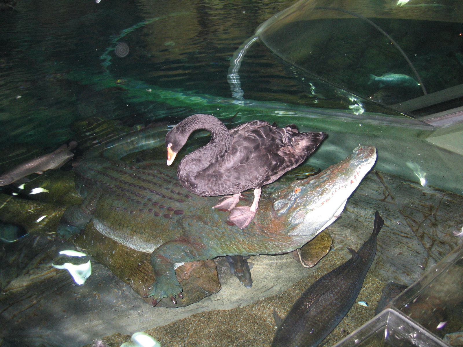 Black Swan - Apr 2006