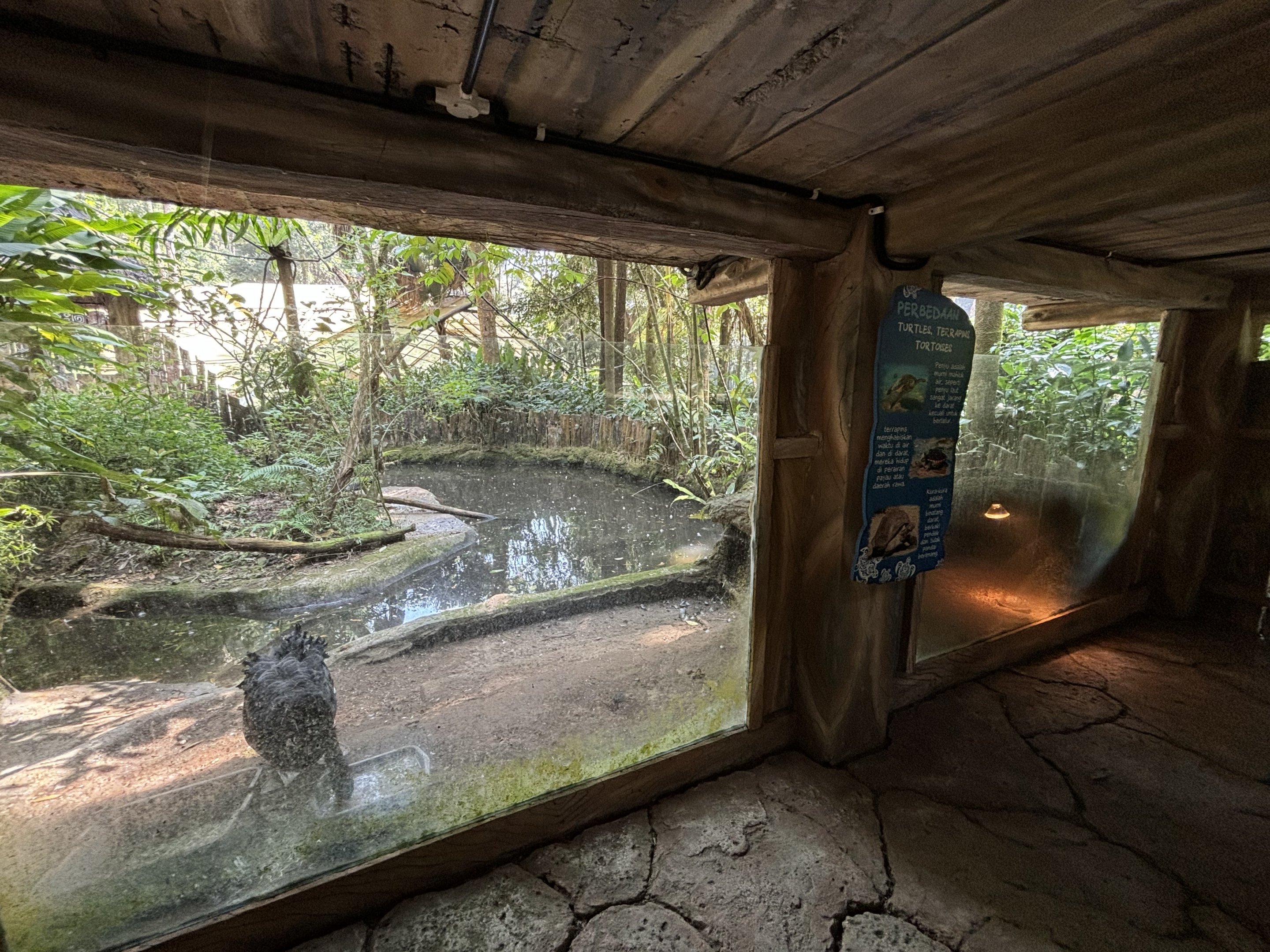 Black Swan + Assorted Turtles Exhibit