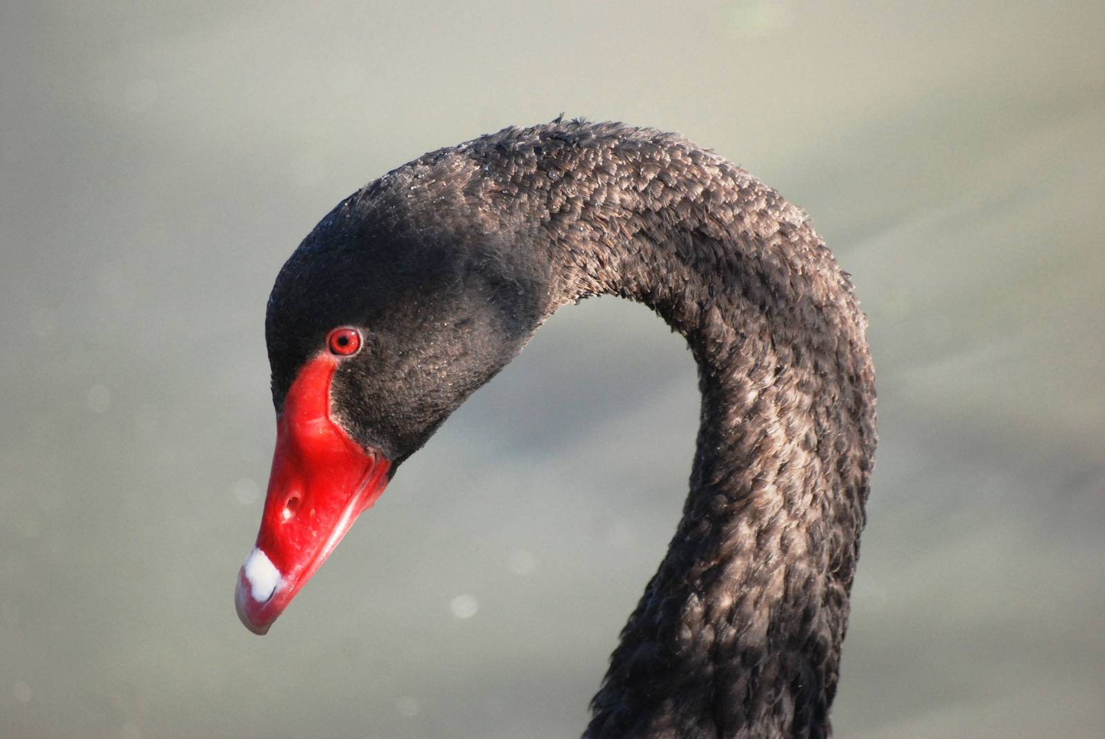 Black Swan at Blackbrook, 21/10/12