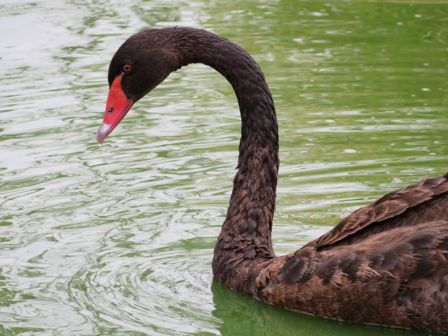 Black Swan at Darling Downs Zoo, December 2019