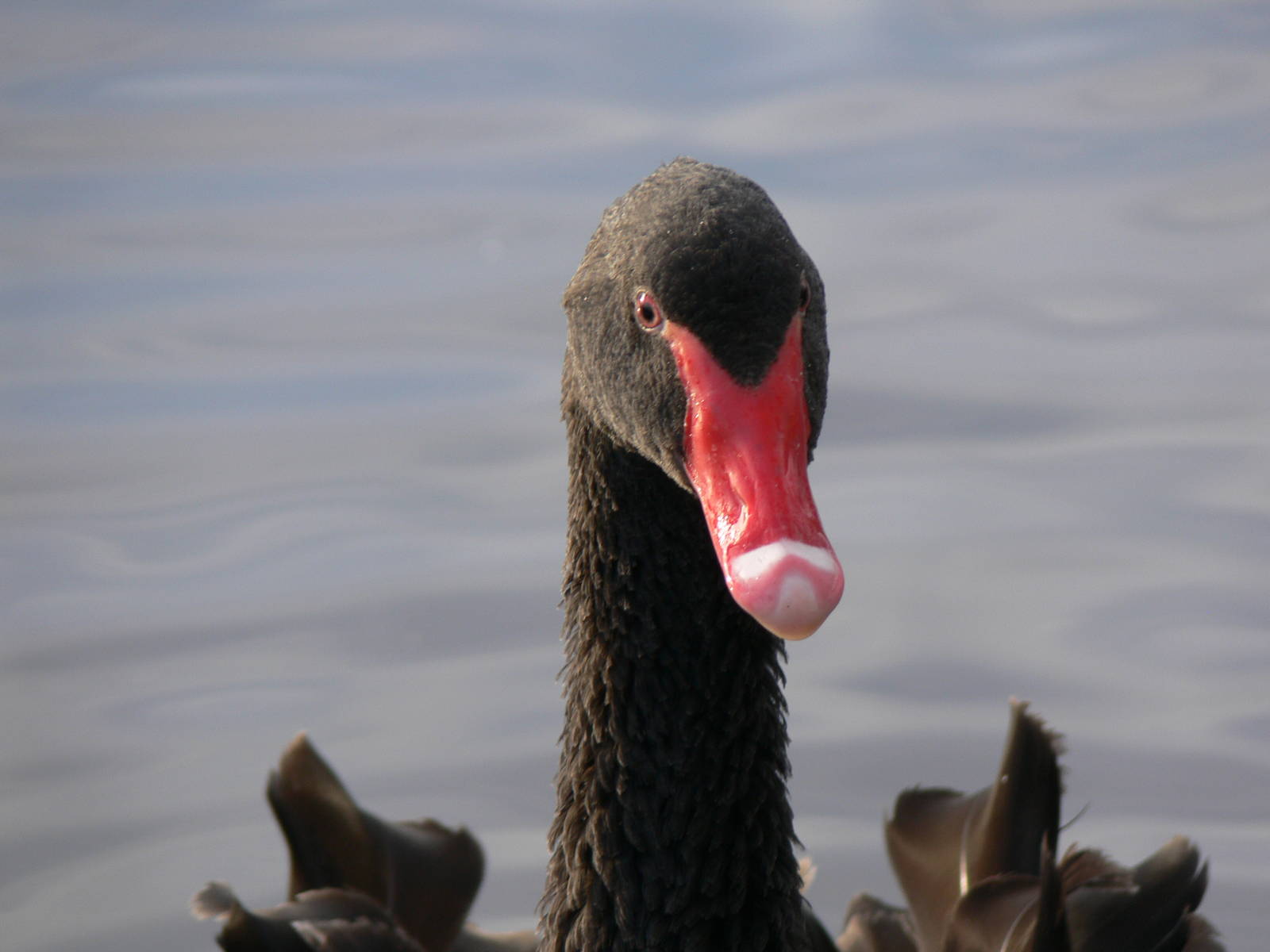 Black Swan at Martin Mere WWT 08/12/12