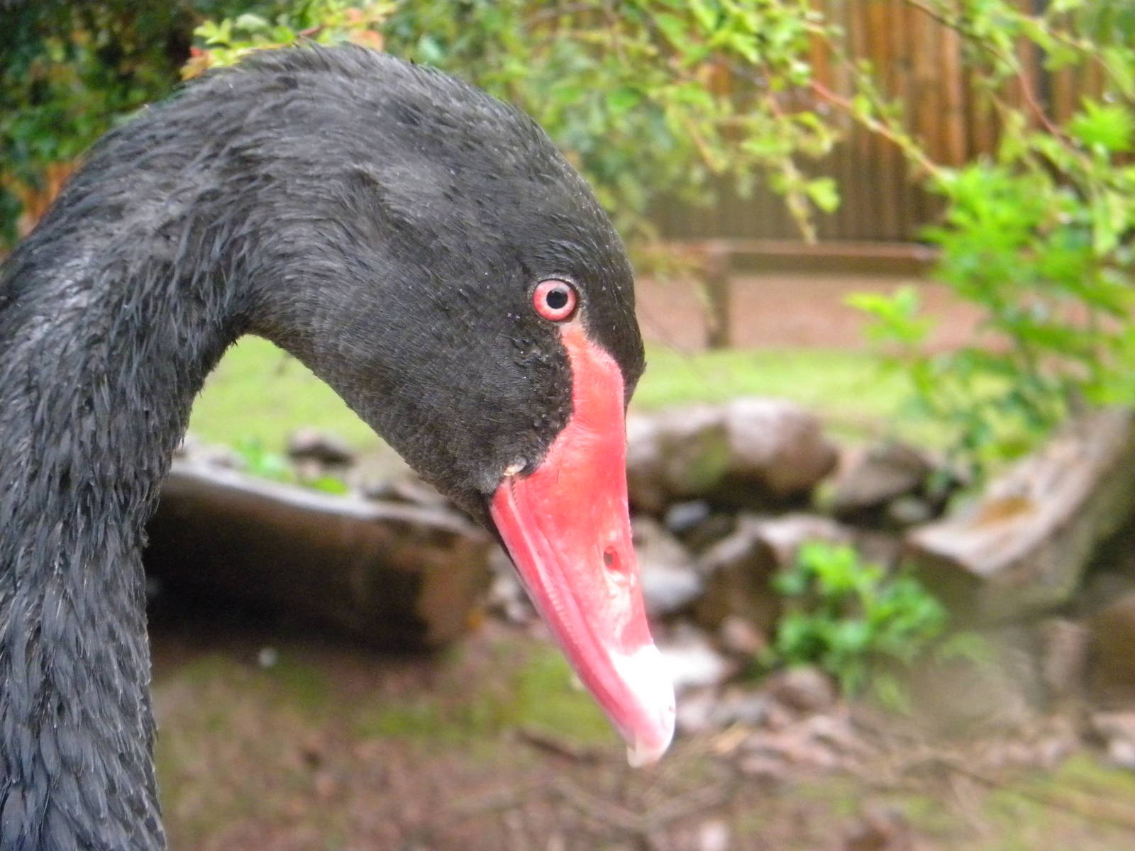 Black Swan at SLWAP 16/07/11